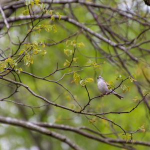 Spring Songbird Migration - May 20