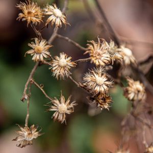 Healing Walk - January 3