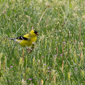 Spring Songbird Migration Walk - April 1