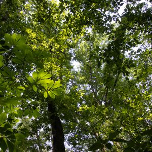 Healing Walk - July 4