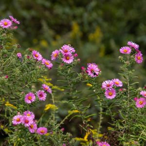 Creating Native Plant Gardens - July 11