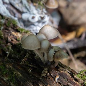 The Diversity Around Us: Fungi & Lichens - August 15