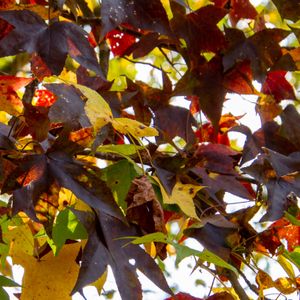 Kaleidoscopes of Color, Sound, & Scent - October 22