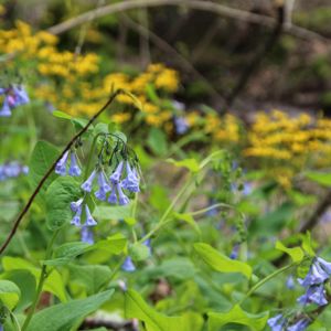 Nature's Interconnections: Spring Ephemerals Walk - April 24