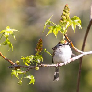 Spring Songbird Migration Walk - April 8