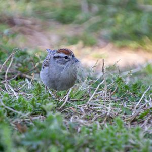Spring Songbird Migration Walk - April 29
