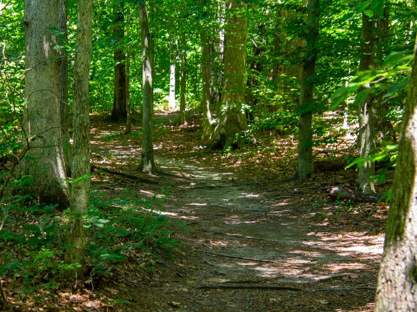 Rooted Wisdom Nature s Role In The Underground Railroad Walking Tour rooted-wisdom-nature-s-role-in-the-underground-railroad-walking-tour