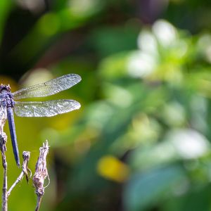 Damselflies & Dragonflies - June 25