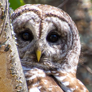 Owl Do they Do it? – December 13, 2025