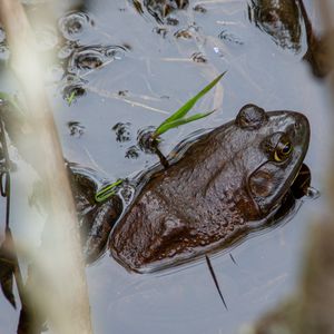 Twilight Frog Serenade Hike - May 18