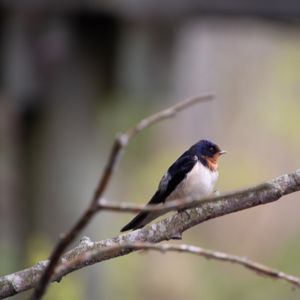 Birding for Beginners—August 31–October 5