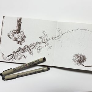 Botanical Art Sketchbook Workshop: Plants of Adkins – October 16, 2026