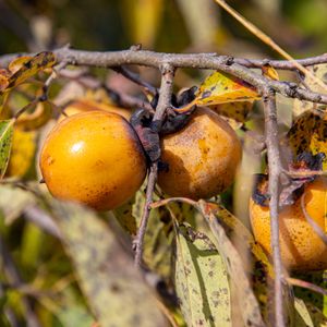 Tree of the Year: Persimmon - October 29