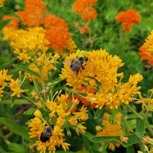 Individual Membership