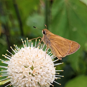 Basic Insect Illustration – April 25, 2026