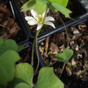 Jeffersonia diphylla (twinleaf)