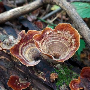 Junior Naturalist Camp: Summer 2026