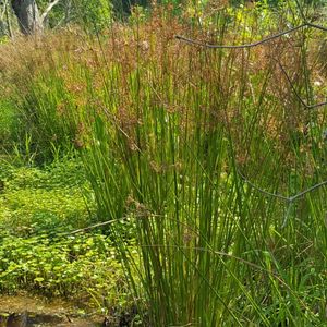 Juncus effusus (soft rush)