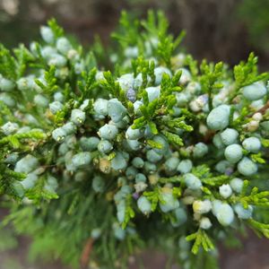 Juniperus virginiana (Eastern red cedar)