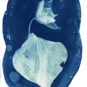 Blueprints of Nature: A Cyanotype Workshop - June 14