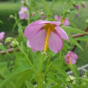 Kosteletzkya virginica (seashore mallow)