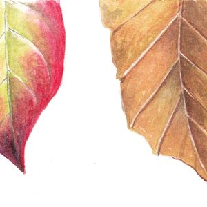 Botanical Art: Watercolor Pencils – August 29, 2026