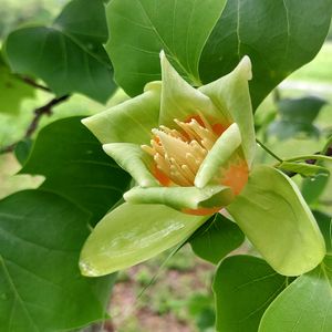 Leon Andrus Society Membership