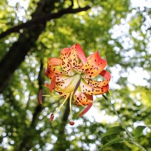 Lilium superbum (turk's cap lily)