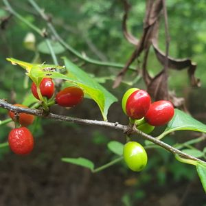 Lindera benzoin (spicebush)