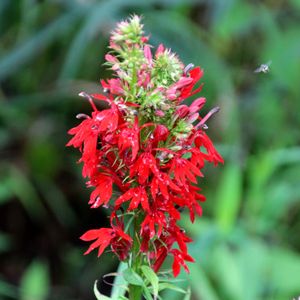 Lobelia cardinalis (red cardinal flower)