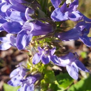 Lobelia siphilitica (great blue lobelia)