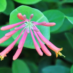 Lonicera sempervirens (honeysuckle)