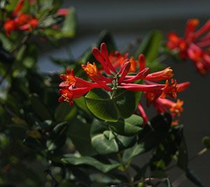 Lonicera sempervirens 'Leo' (honeysuckle)