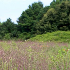 Eragrostis spectabilis (purple lovegrass)