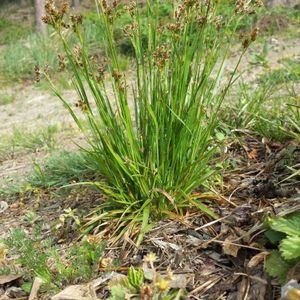 Luzula acuminata (hairy wood-rush)