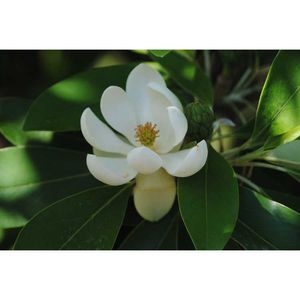 Magnolia virginiana 'Green Shadow' (sweetbay magnolia)
