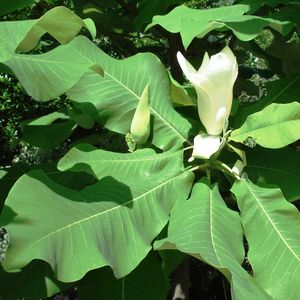 Magnolia macrophylla ((bigleaf magnolia)
