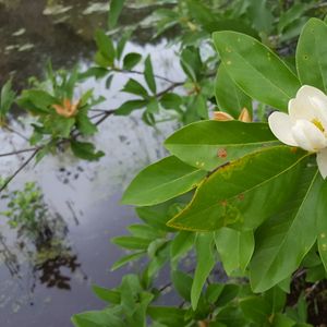 Magnolia virginiana (sweetbay magnolia)