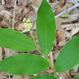 Maianthemum racemosum (Smilacena racemosa) (false Solomon's seal)