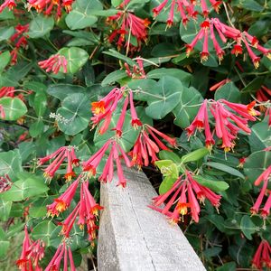 Lonicera sempervirens 'Major Wheeler' (honeysuckle)