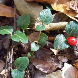 Mitchella repens (partridgeberry)