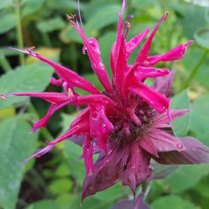 Monarda d. 'Jacob Cline' (bee balm)