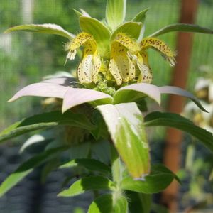 Monarda punctata (spotted beebalm)