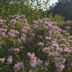 Monarda fistulosa (wild bergamot)