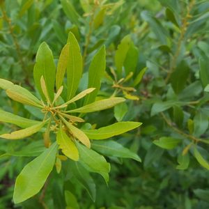 Morella cerifera (wax myrtle)