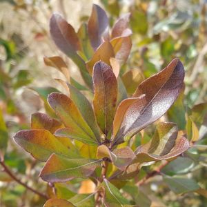 Morella pensylvanica (northern bayberry)
