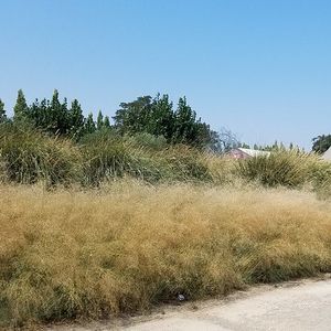 Muhlenbergia capillaris 'White Cloud' (pink muhly grass)