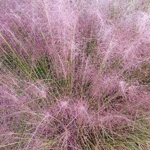 Muhlenbergia capillaris (pink muhly grass)