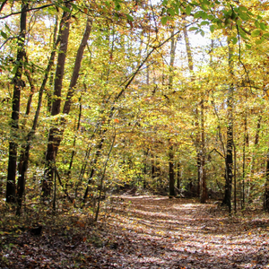 First Saturday Walk - November 1, 2025