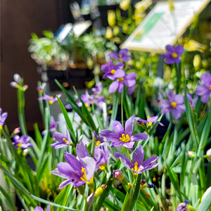 Purple Lovegrass Event Sponsorship: Native Plant Café
